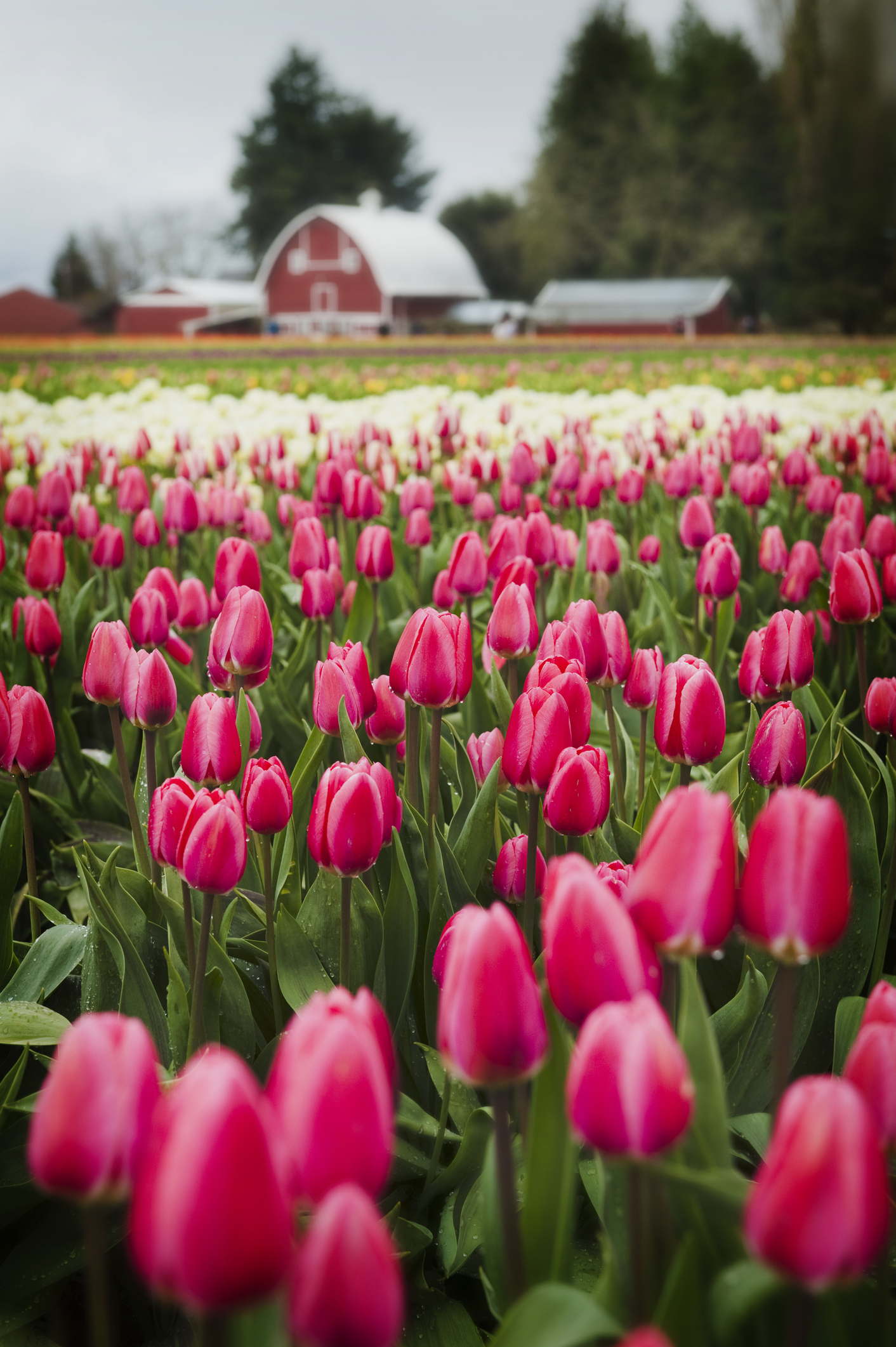 Pink flowers on a farmland in Skagit Valley with a barn and farmhouse in the background.