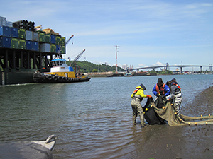 Photo of members of the Washington State Department of Fish and Wildlife's Toxics Biological Observation System team beach seine juvenile salmon on the Lower Duwamish River in 2018.