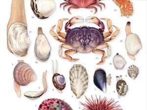 Illustration of Puget Sound Shellfish