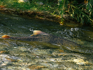 Photo of euphasiid by Lyndsey Swanson, environmental scientist with King County Environmental Lab.