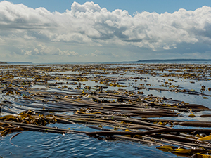 Photo of bull kelp near Ebey's Landing. Photo by Rich Yukubousky.