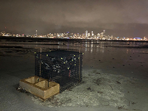 Photo of mussel cage on the beach at Duwamish Head. Photo from Washington State Department of Fish and Wildlife.